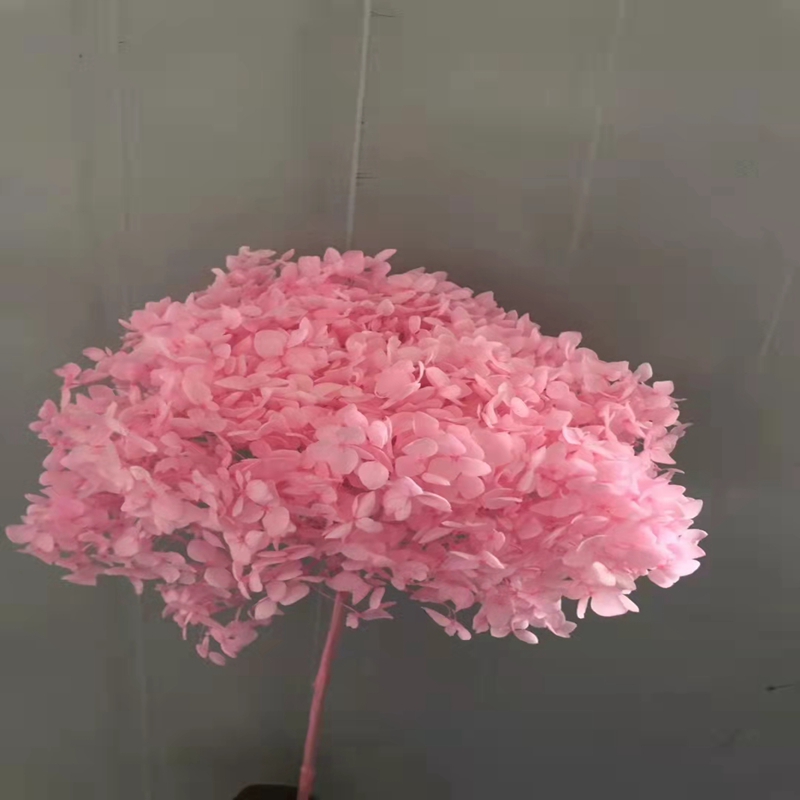 Pink preserved hydrangea