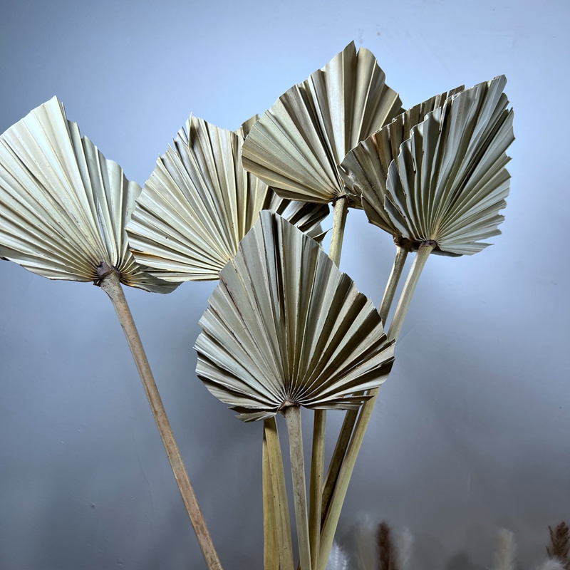 Dried palm leaves